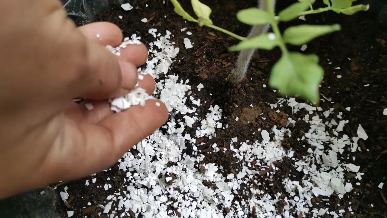 I gusci d’uovo nel terreno: a cosa servono veramente e quali piante ne beneficiano di più