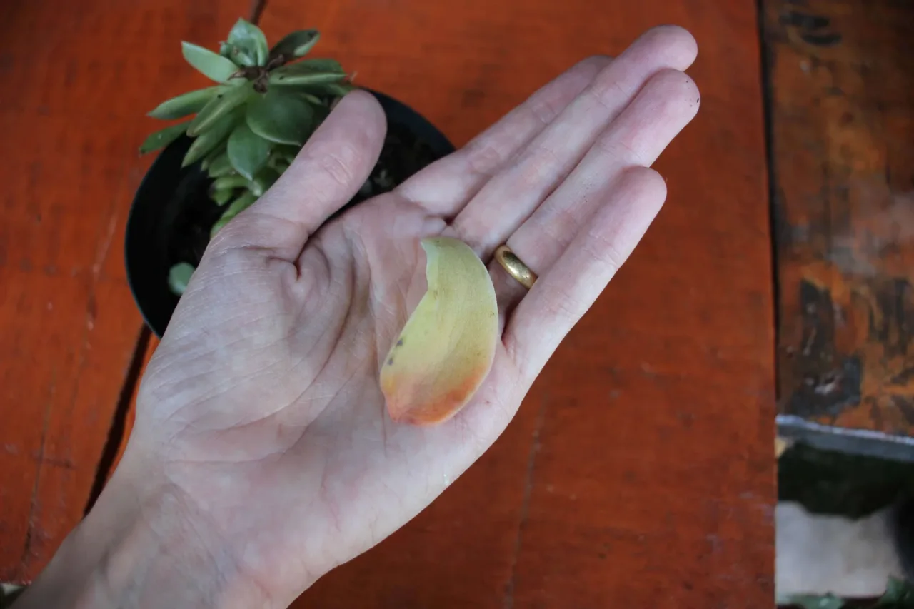 Moltiplicare le piante grasse da una sola foglia: la tecnica facile che riesce a tutti
