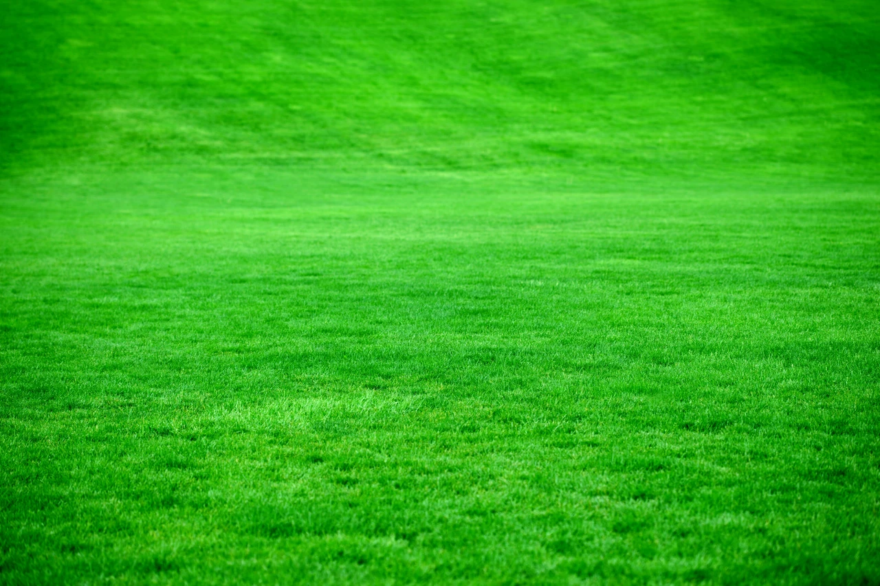 Il segreto per avere un prato verde e folto come quello dei campi da golf